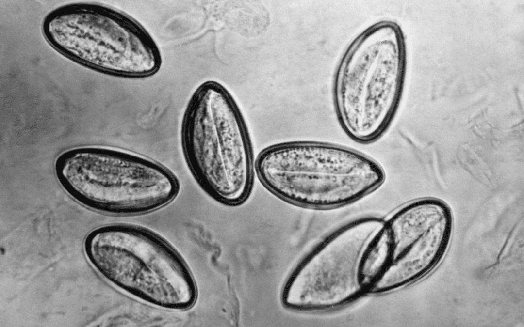 Ringworm in Children and Babies