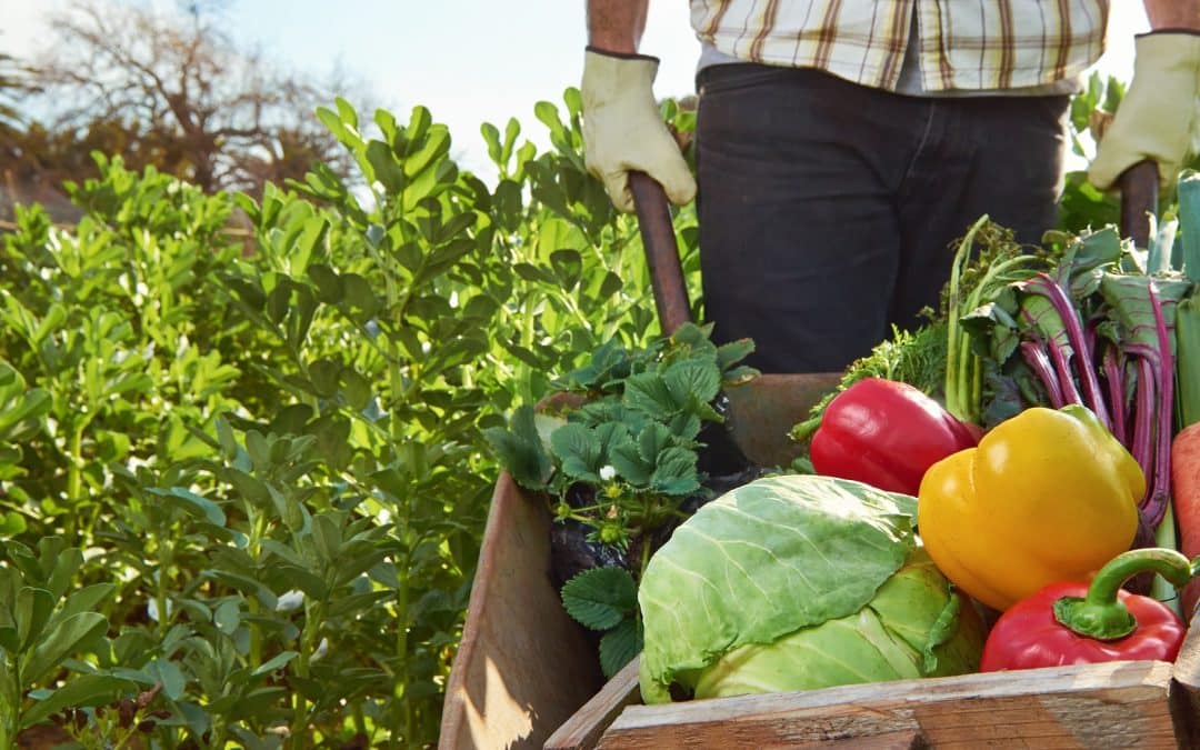 Everything You Need to Know About Starting an Organic Vegetable Farm