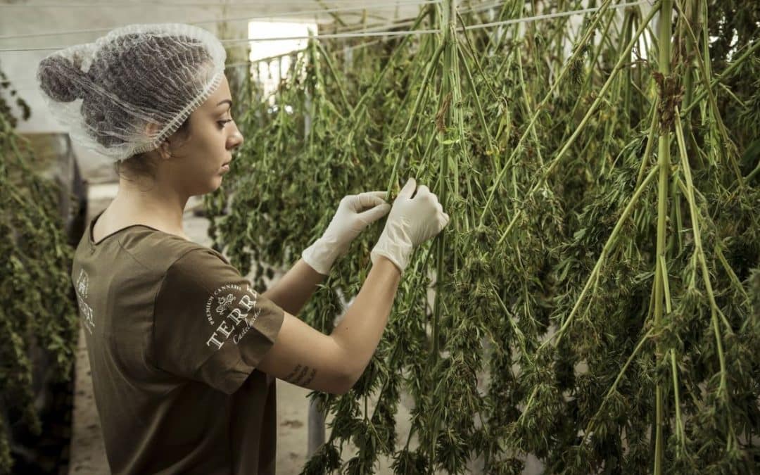 The Cannabis Industry Is Booming – And Shows No Signs Of Slowing Down