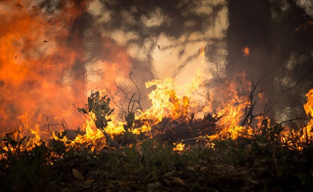 What Is the Impact of Wildfires on Climate?