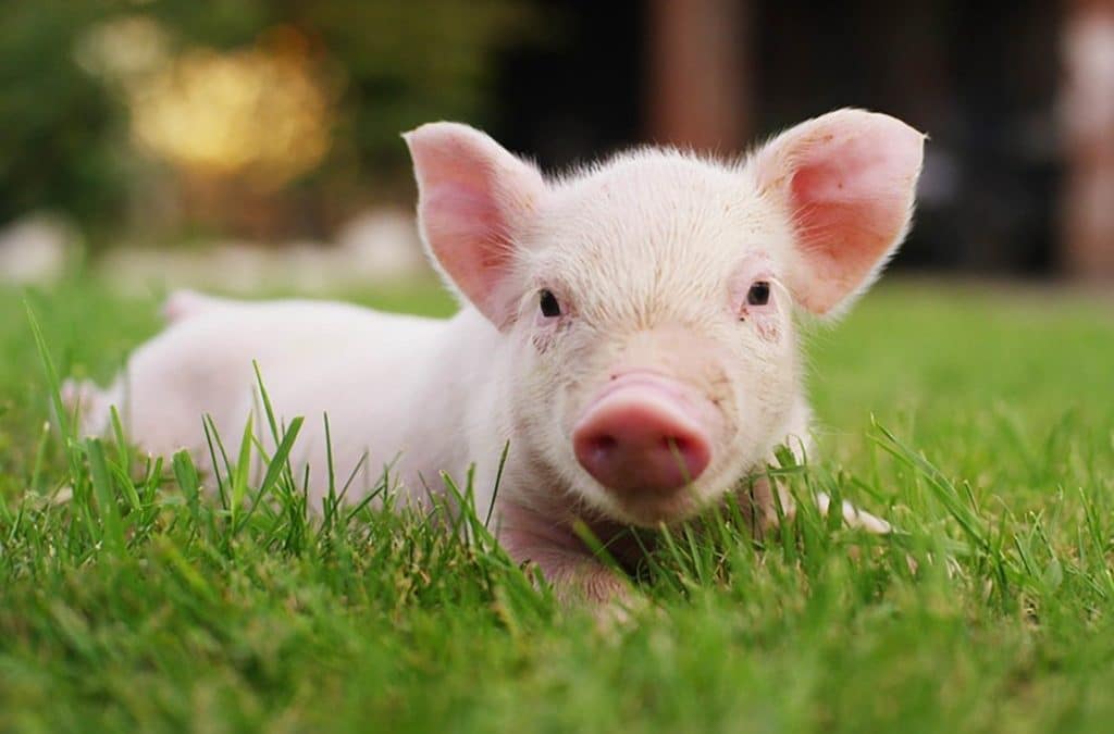 Rare animals that make great pets
