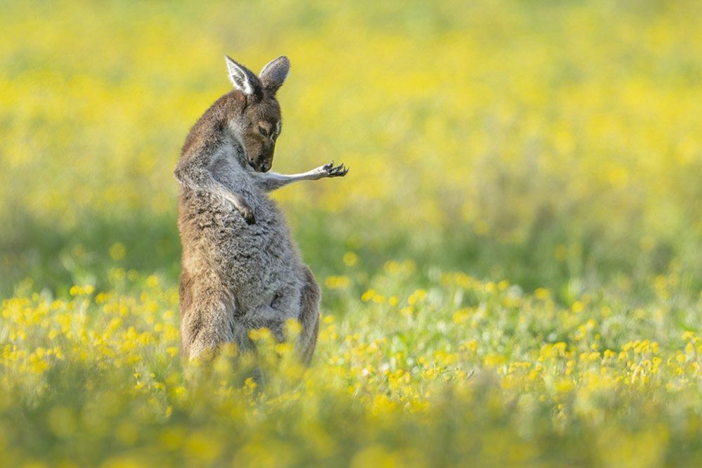 Bears, birds and kangaroos: Comedy Wildlife Photo Awards - RocketNews