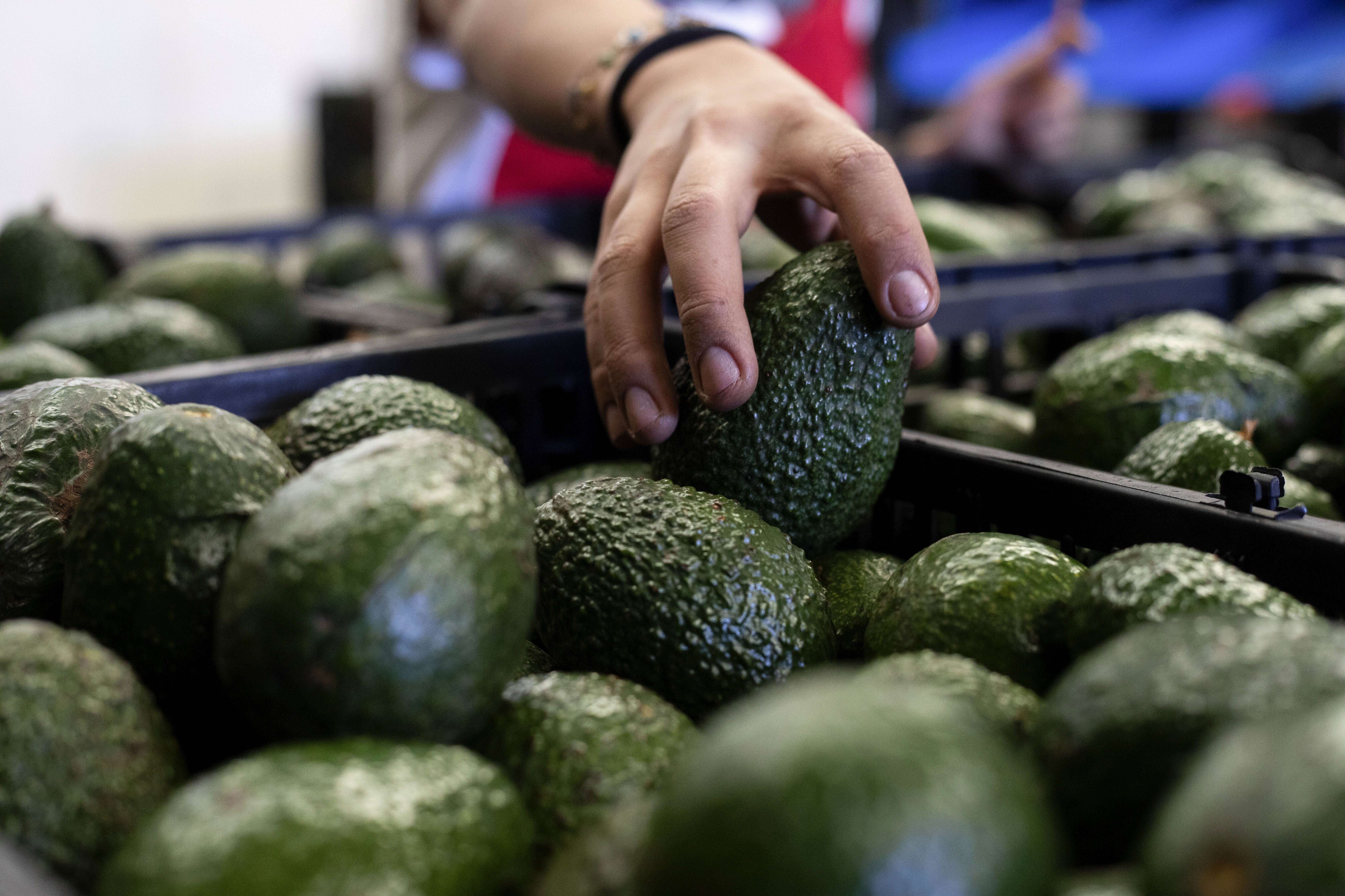 A worker packs avocados at a plant in Uruapan, Michoacan </div>
<p><a href=